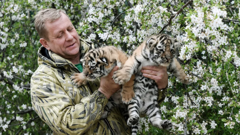 Директор парка «Тайган» рассказал, как выжил при нападении льва