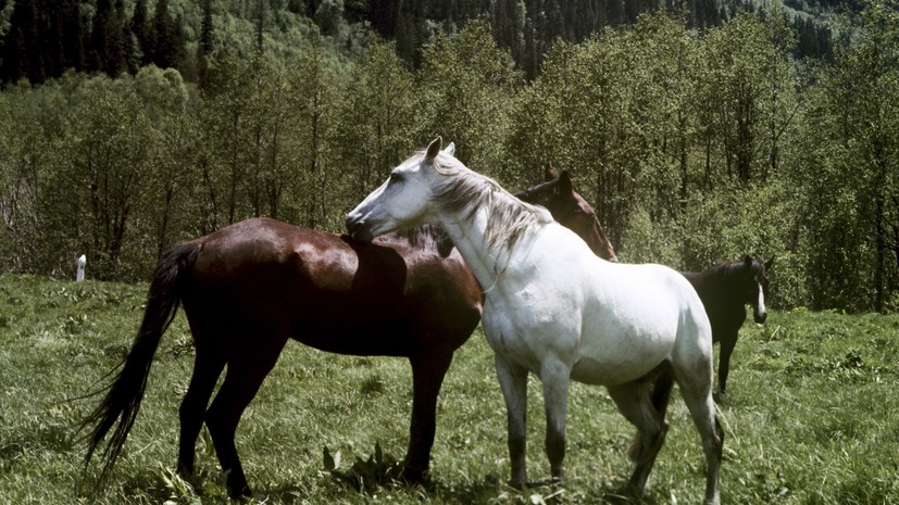 Авериной и Соловьеву на свадьбе подарили жеребца