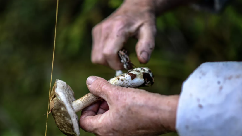 Юрист Капштык рассказал об ответственности за сбор ягод и грибов в заповедниках
