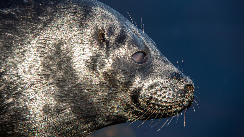 В Петербурге прошёл первый в 2025 году выпуск ладожских нерпят