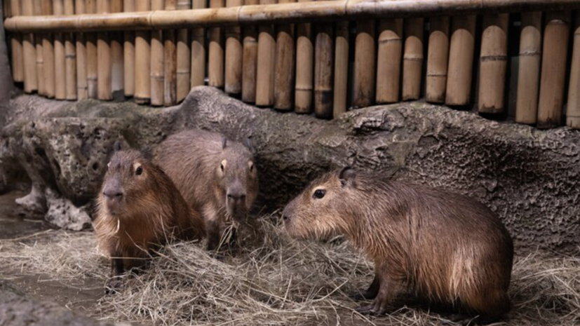 В «Москвариуме» поселились три новые капибары — две самки и самец