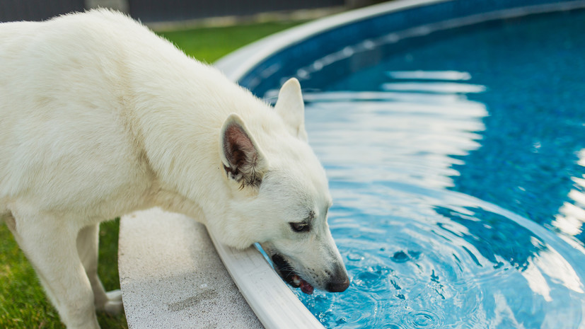 Кинолог Орлова дала советы по поддержанию здоровья собак в жару