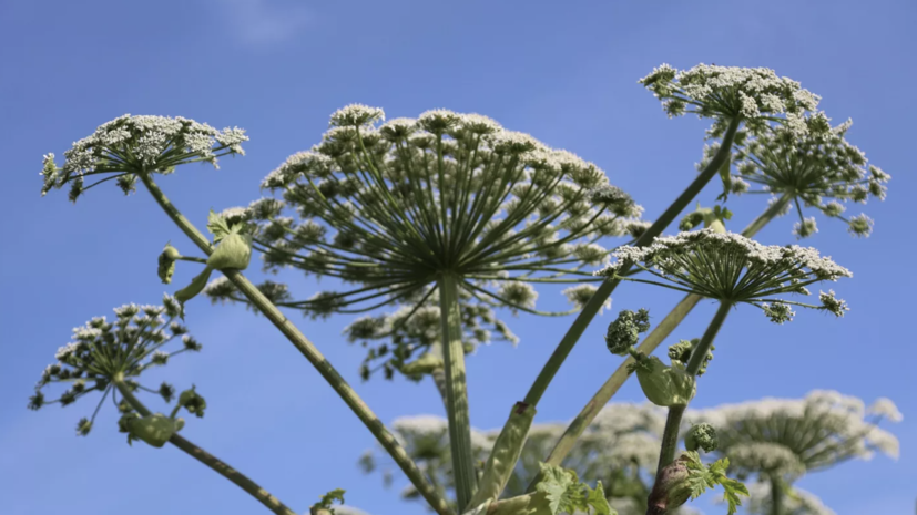 Россиян предупредили о штрафах за игнорирование борщевика на участке