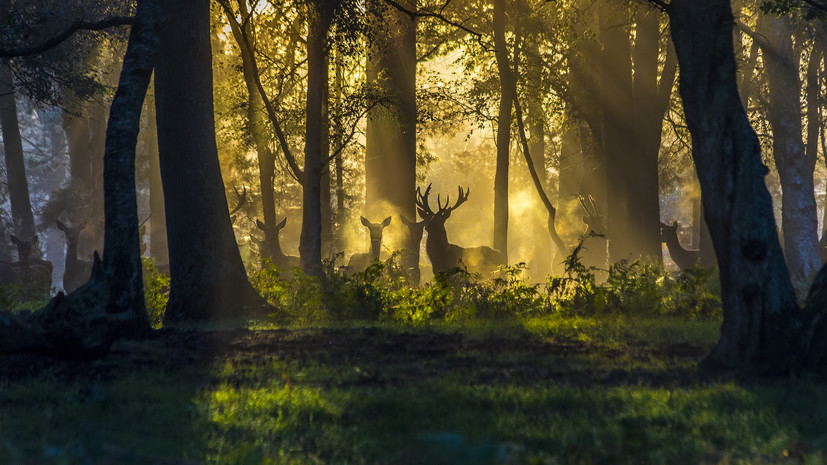 Специалист Халилов рассказал, как минимизировать риск встретить дикого зверя в лесу