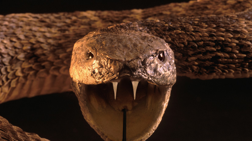 Герпетолог Черлин: змеи ничего не боятся