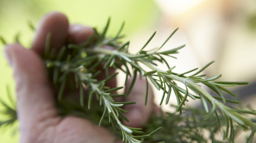 Специалист Косарева: розмарин содержит много полезных веществ