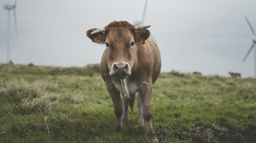 В Испании корова напала на бегунью Алонсо на тренировке и нанесла ей травмы