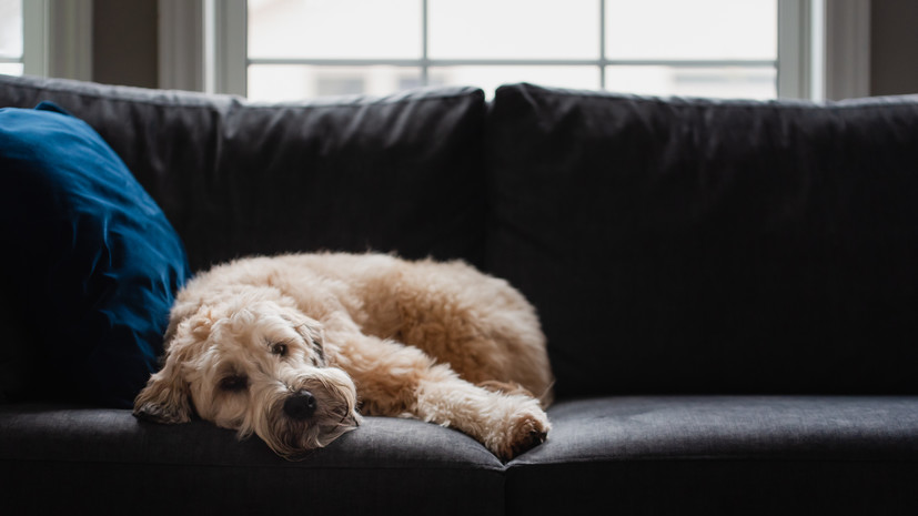 Кинолог Голубев: собаку нужно заранее приучать быть дома одной перед отпуском