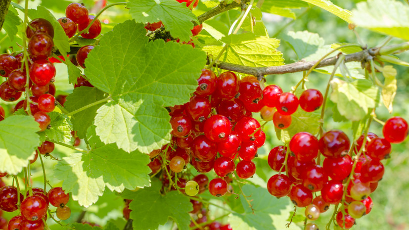 Нутрициолог Гузман: красная смородина может быть вредна для людей с гемофилией