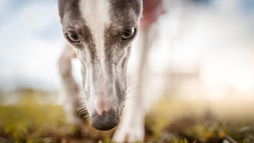 Кинолог высказался о способности собак «предсказывать» природные катаклизмы