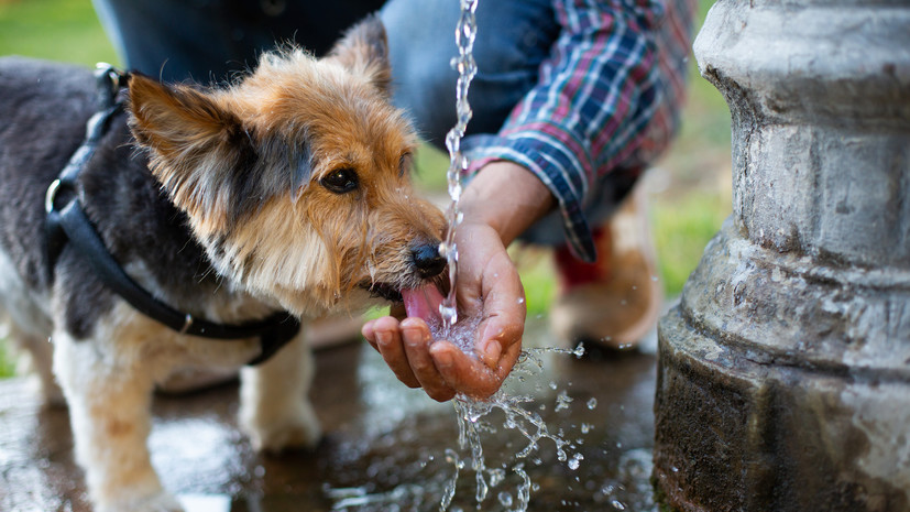Ветеринар Шеляков рассказал об особенностях ухода за собаками летом