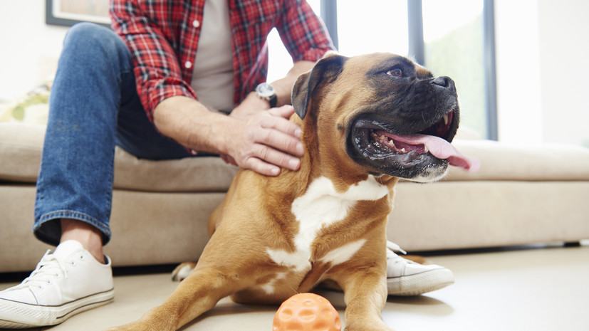 Ветврач предупредил об опасности охлаждающих ковриков для животных