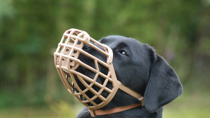 Ветврач Шеляков предостерёг от использования тесного намордника собаки в жару