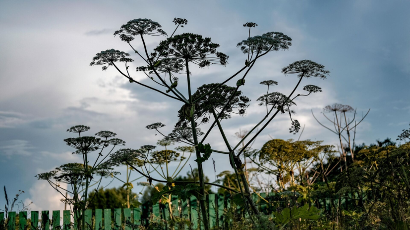 Врач Погодин рассказал о первой помощи при ожоге от борщевика