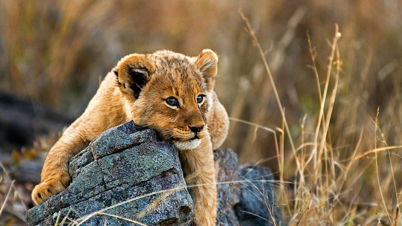 CNN: в сети забили тревогу из-за того, что в Китае львят «подают к чаю»