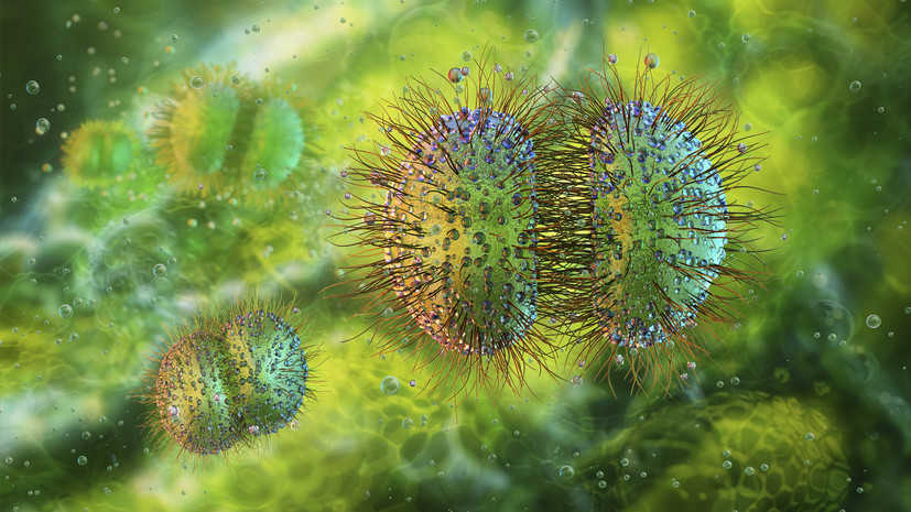 Инфекционист Мескина: менингококк — наш природный возбудитель