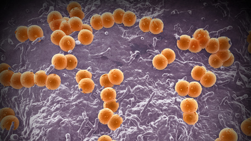 Иммунолог Жемчугов рассказал о видах менингококковых инфекций