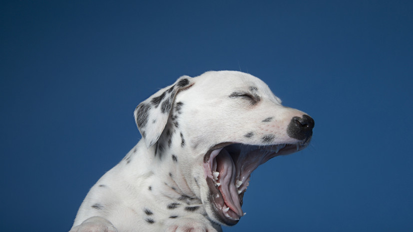 Зоопсихолог Боровинская рассказала, как питомцы чувствуют настроение человека