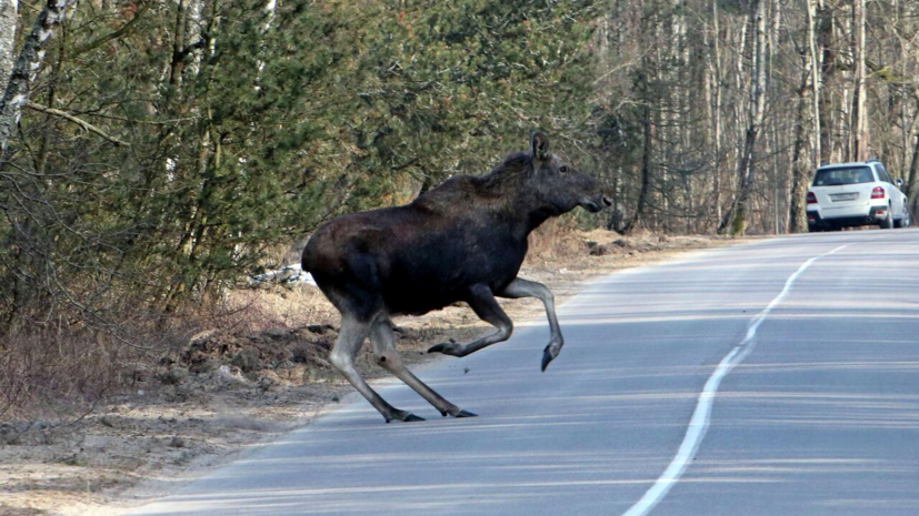 Автоэксперт пояснил, как уменьшить риск ДТП с животным на дороге