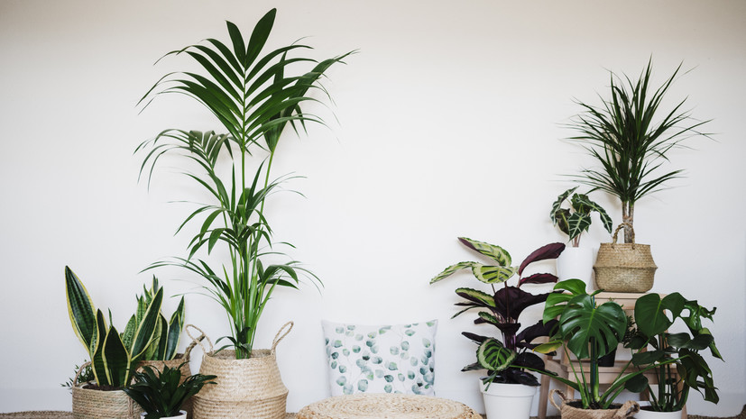 Флорист Агеенко рассказала, как помочь комнатным растениям в жару