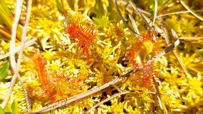 В Москве зацвело краснокнижное насекомоядное растение
