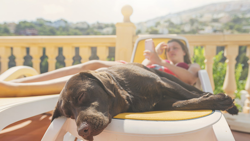 Кинолог Голубев рассказал, как позаботиться о собаке в жару