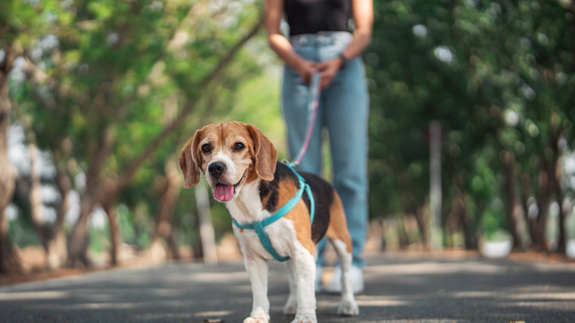 Россиянам рассказали, когда выгул собаки может привести к штрафу