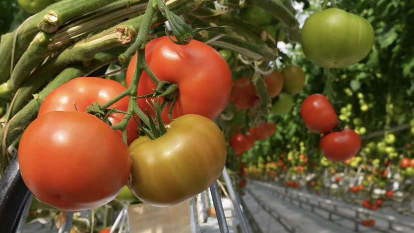 Биолог Смирнов рассказал, как ухаживать за томатами