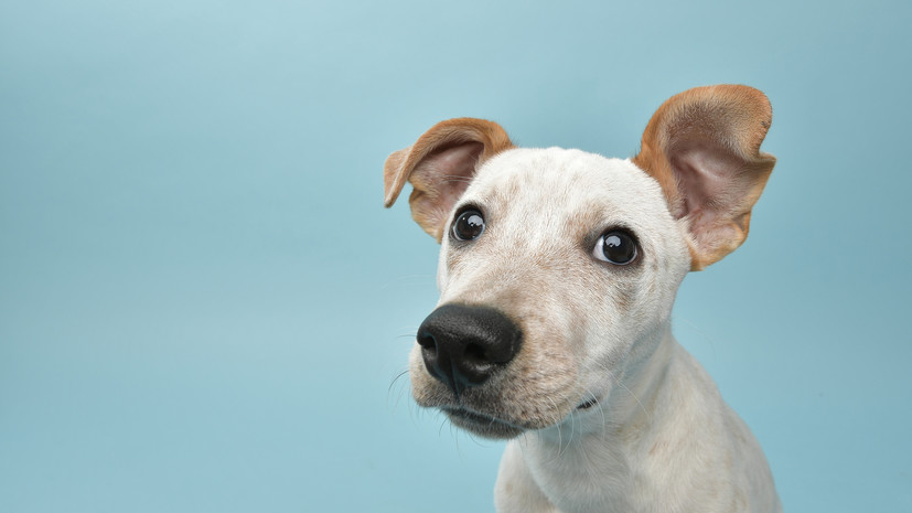 РБК: ГД подготовила запрет кормить животных возле многоквартирных домов