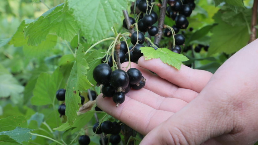 Агроном Дрожжин: после сбора урожая смородина нуждается в обрезке