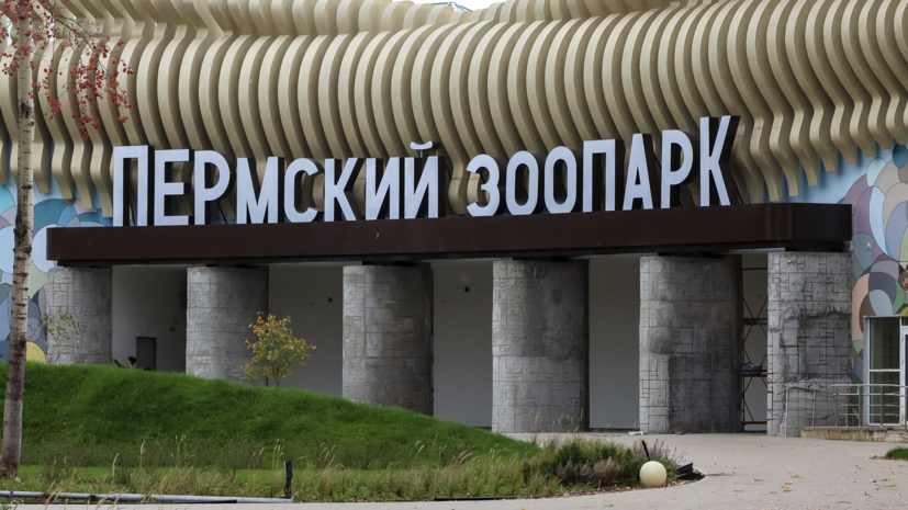 В Пермский зоопарк перевезут спасённого во Владивостоке гималайского медведя