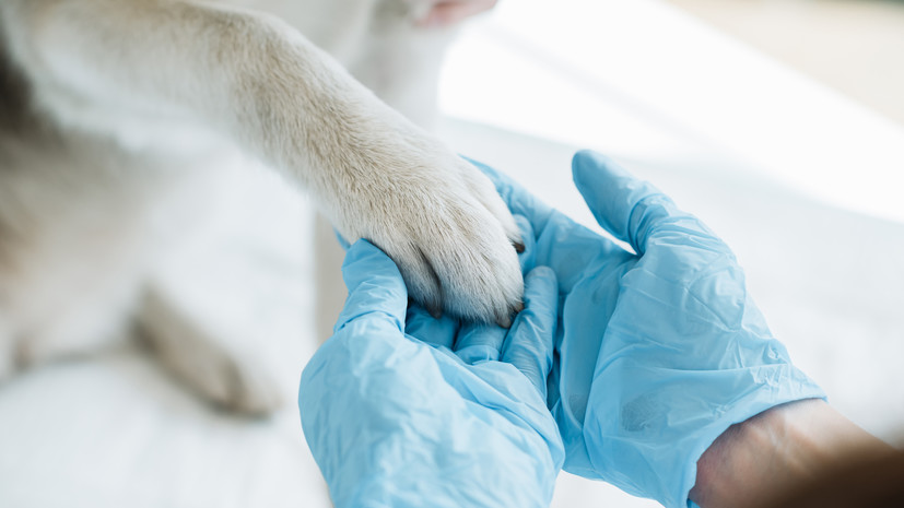 Московские ветеринары спасли жизнь собаке с тяжёлыми осложнениями после родов