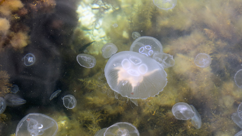 Врач Болибок рассказал о первой помощи при ожоге медузы