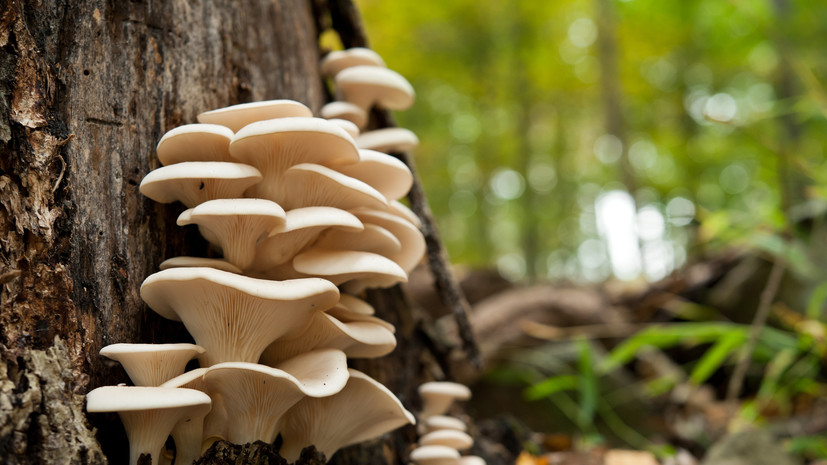 Гастроэнтеролог Румянцев назвал плюсы вешенок для здоровья