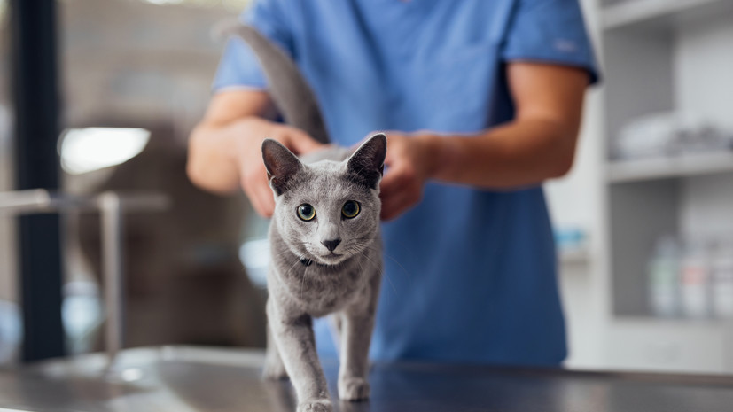 В госветклиниках Москвы открылся второй круглосуточный стационар