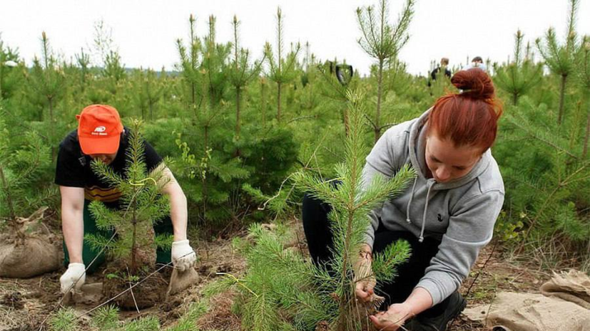 На Кубани восстановят 120 га леса к 2030 году