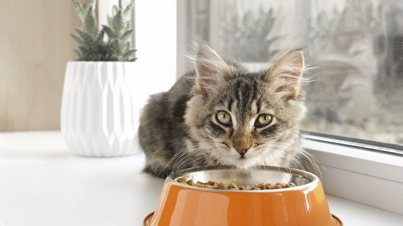 Ветеринар Руденко: нельзя оставлять кошачий корм в миске более чем на час в жару