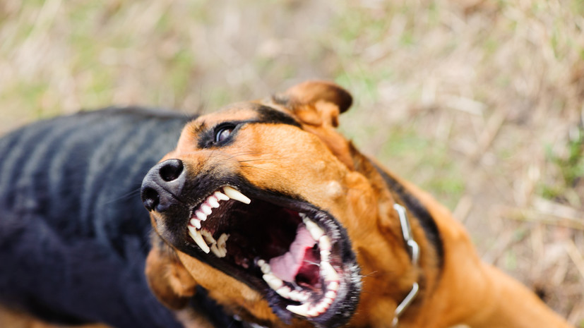 Кинолог Голубев назвал причины агрессивного поведения собаки