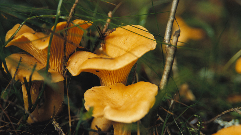 Миколог Дьяков назвал грибы, которые сейчас можно встретить в Подмосковье