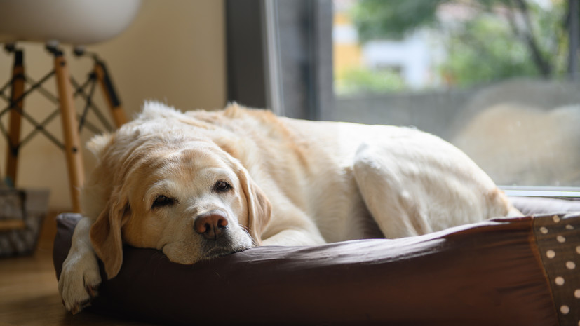 Кинологи дали рекомендации по уходу за пожилой собакой