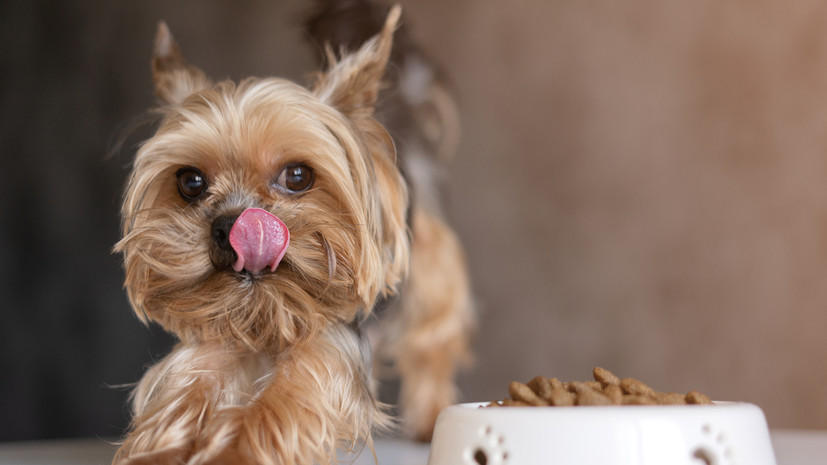 Зоопсихолог Малиновский рассказал, когда собаке следует заменить корм