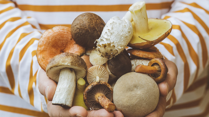 Роспотребнадзор: грибы нужно обрабатывать в день сбора