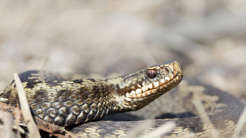 Учёный Берников предупредил жителей ХМАО о нашествии гадюк