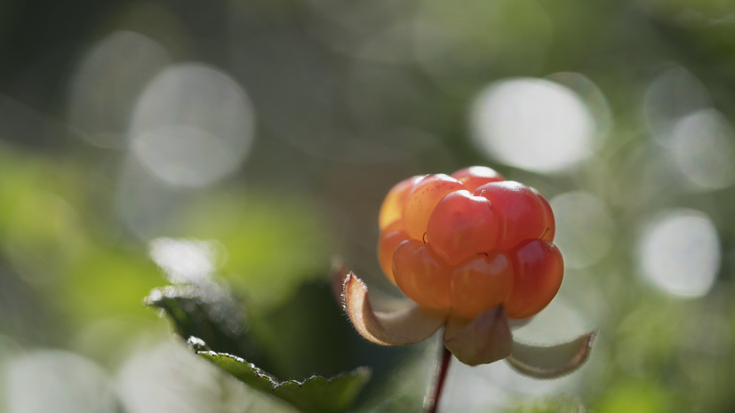 Участники ямальского фестиваля собрали более 100 кг морошки