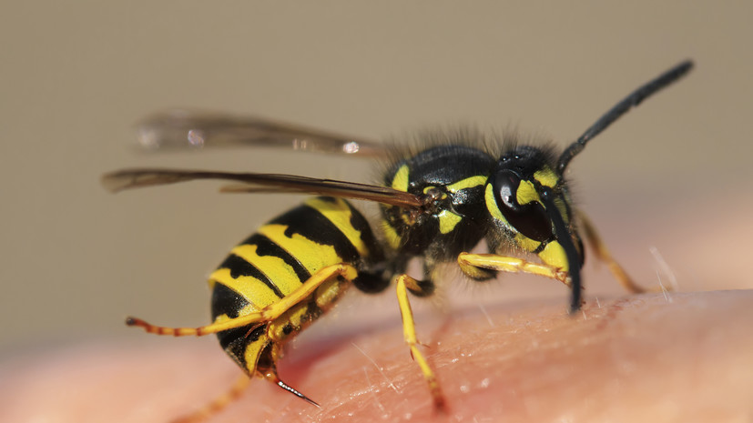 Врач Дмитренко рассказала о действиях на случай укуса осы