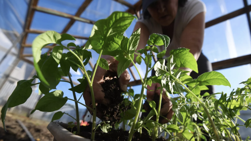 Агроном Ганичкина рассказала об уходе за урожаем в жару