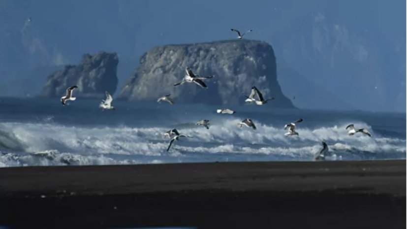 Breaking Defense: офицер США предложил купить у России Командорские острова