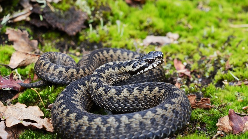 Серпентолог Черлин рассказал о первых действиях при укусе гадюки