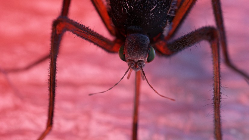 ВОЗ: во Франции и в Италии обнаружены случаи местной передачи чикунгуньи