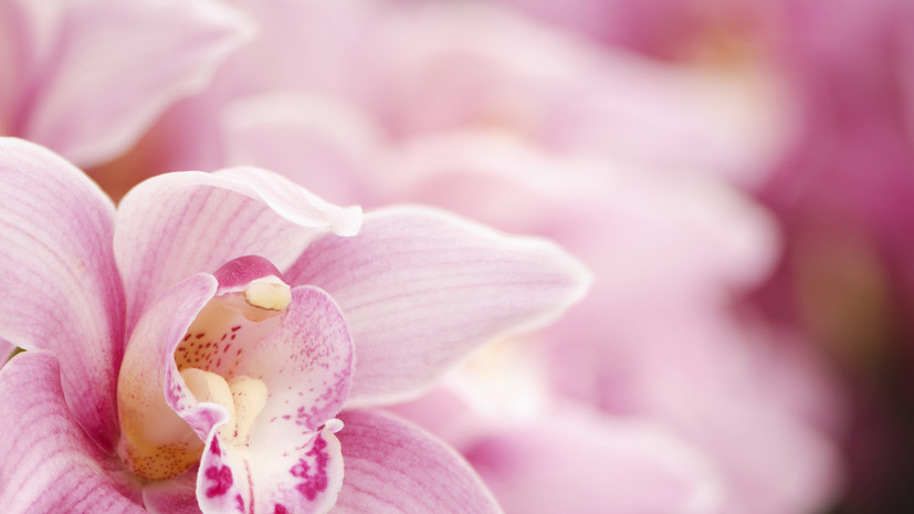 В Подмосковье напомнили о штрафах за сбор краснокнижных орхидей